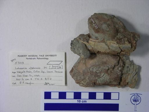 Lohsania utahensis