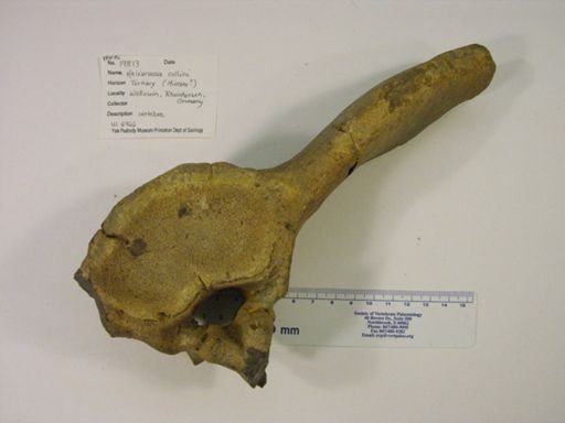 Artiodactyla