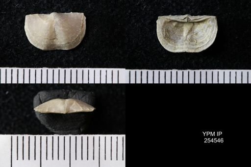 Chonetes sp.