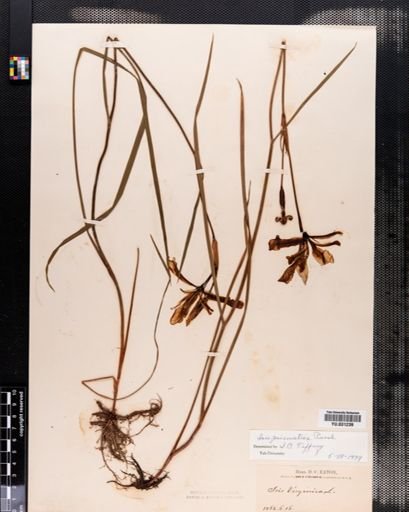 Iris prismatica