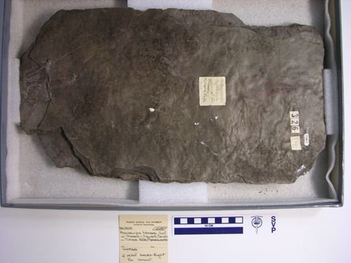 Anchisauripus hitchcocki