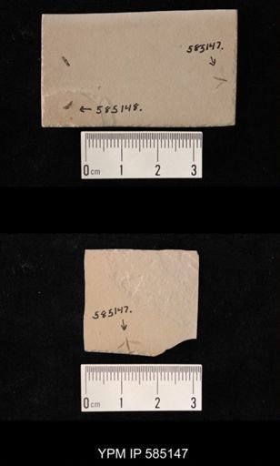 undet. Tipulidae