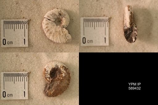 undet. Scaphitidae