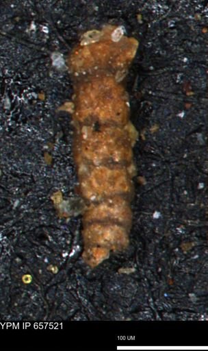 Ammobaculites?