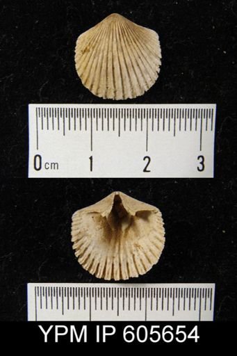 Hesperorthis sp.