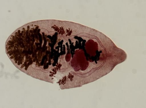 Dicrocoelium dendriticum