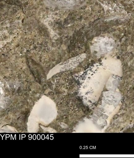 undet. Mollusca