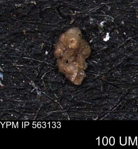 Verneuilina canadensis
