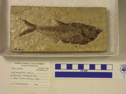 Diplomystus analis
