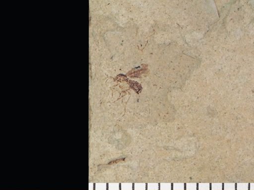 Mycetophilidae