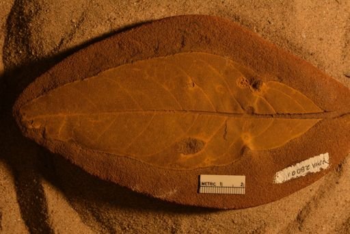 Ficus krausiana