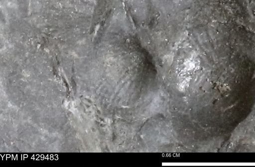 Devonochonetes sp.
