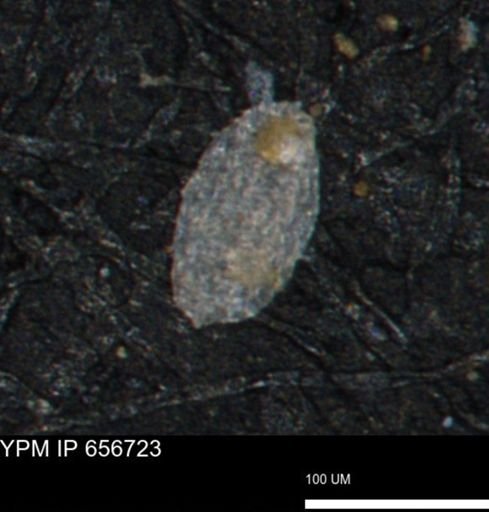Spirolocammina planula