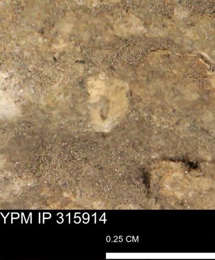 undet. Mollusca