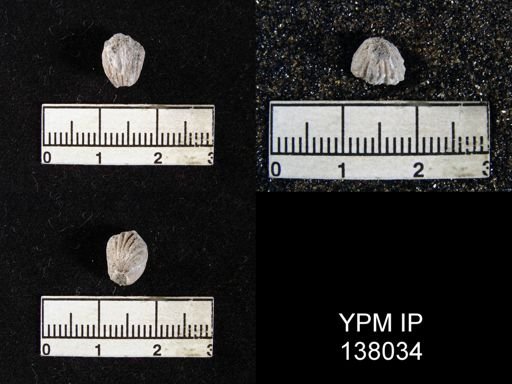 Hustedia sp.