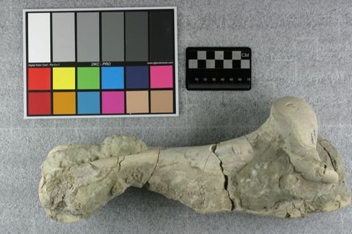 Subhyracodon sp.