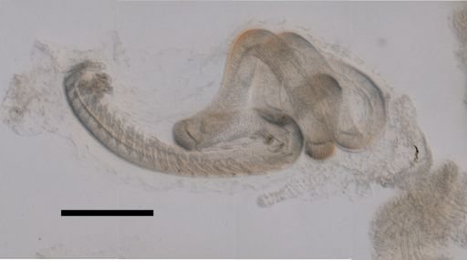 Physophora hydrostatica