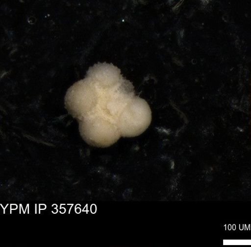 undet. Rugoglobigerinidae