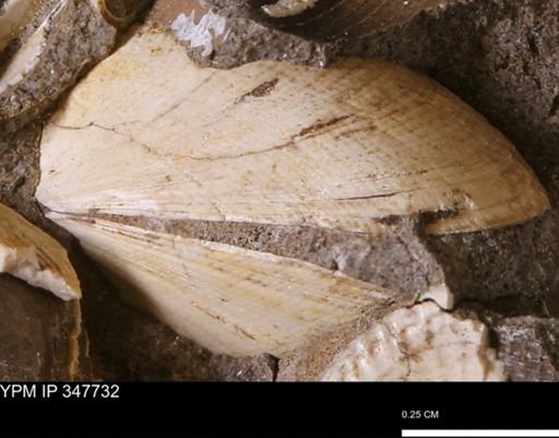 Limopsis striatopunctatus