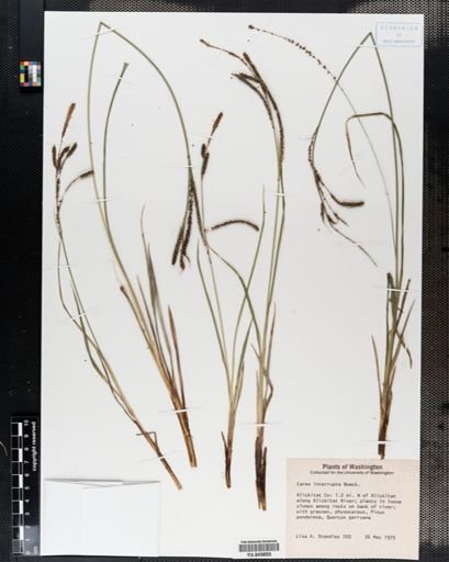 Carex interrupta
