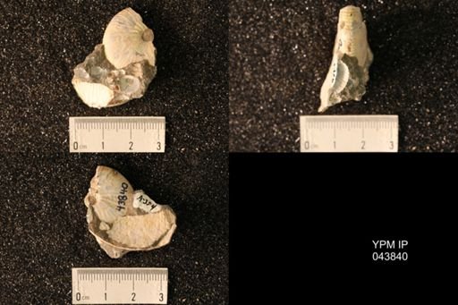 Hoploscaphites nicolletii