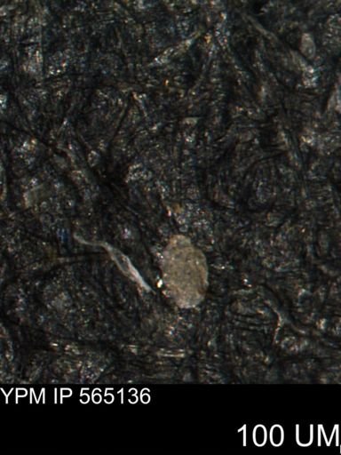 Spirolocammina sp.