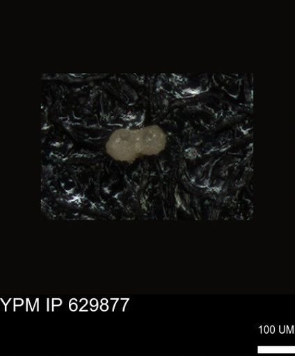 undet. Foraminiferida