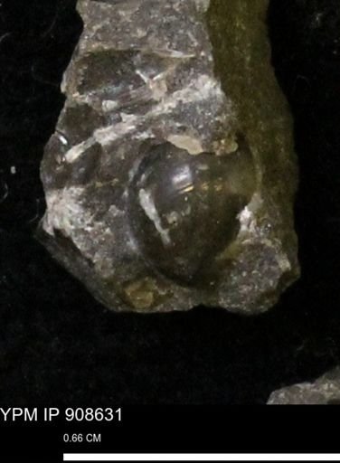 undet. Gastropoda