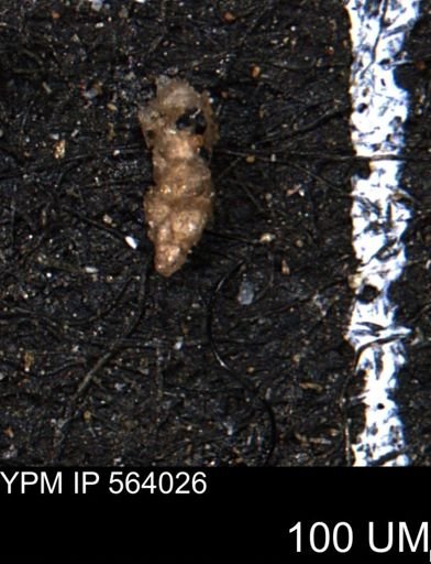 Verneuilinoides hectori