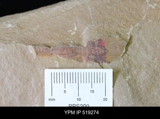undet. Nautiloidea