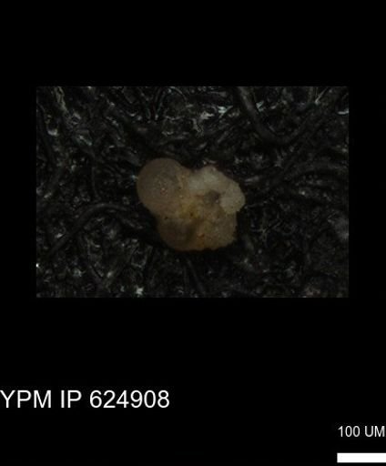undet. Foraminiferida