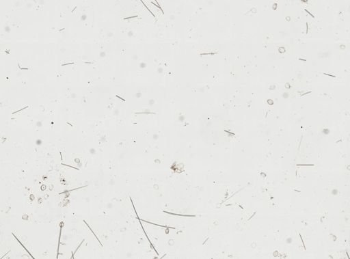 Scopalina hispida