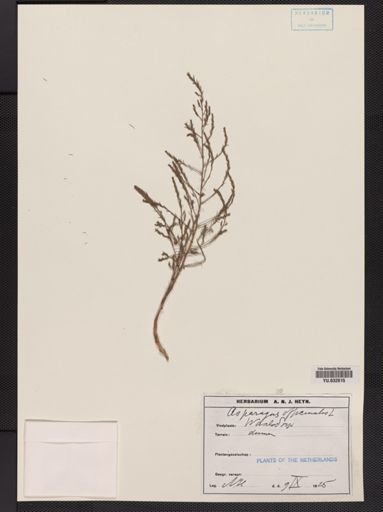 Asparagus officinalis