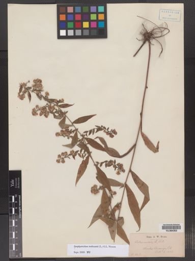 Symphyotrichum tradescantii