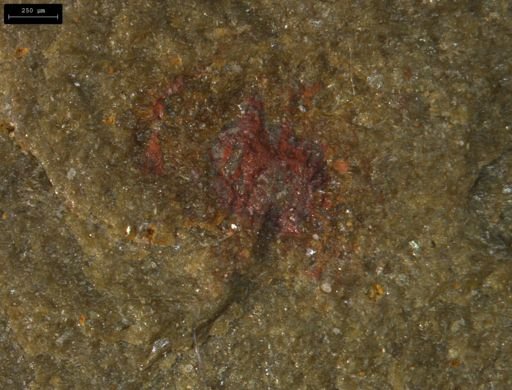 Lobopodia?