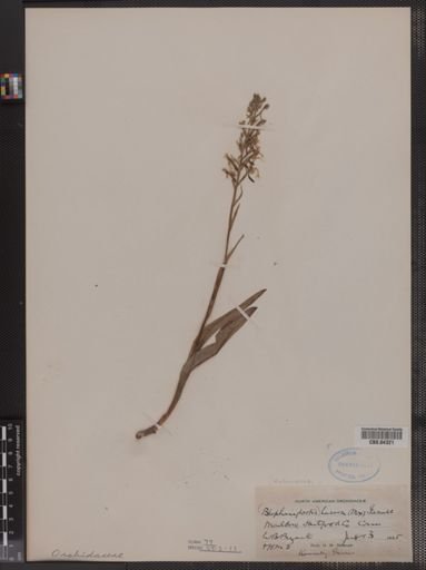 Blephariglottis lacera
