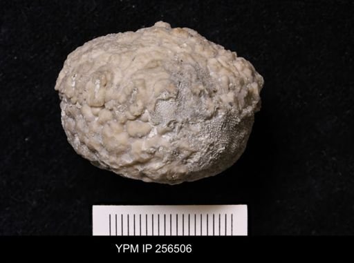 Dolatocrinus asterias