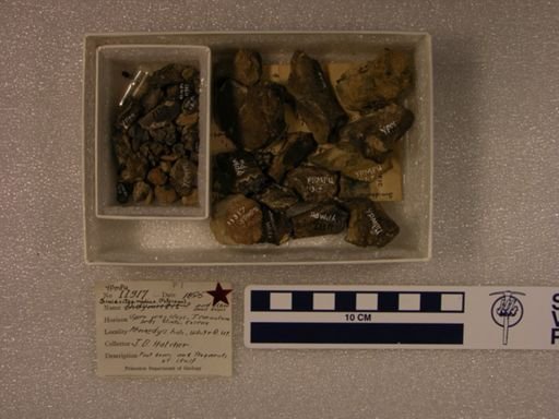 Simidectes medius