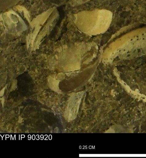 Corbulamella sp.