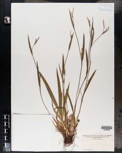 Carex