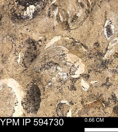 Protocardia sp.