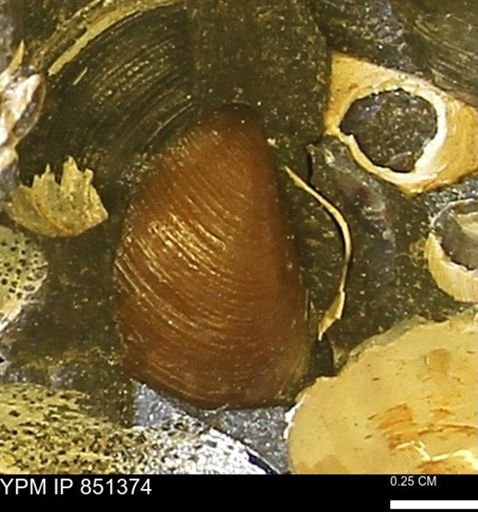 Limopsis striatopunctatus