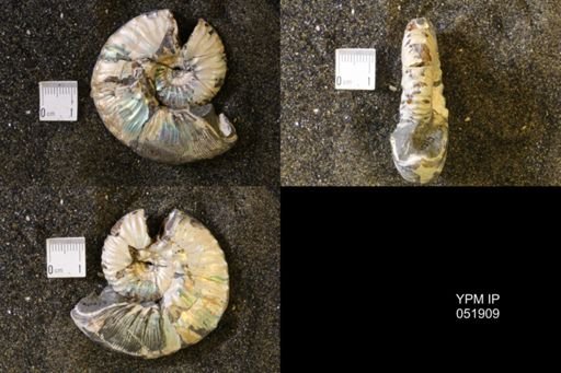 Hoploscaphites sp.