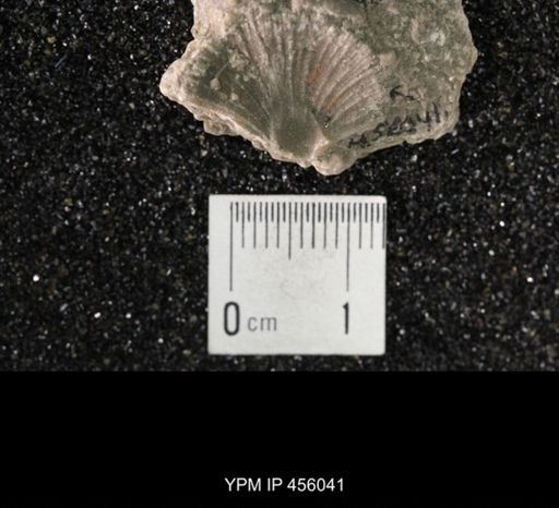 Platystrophia reversata