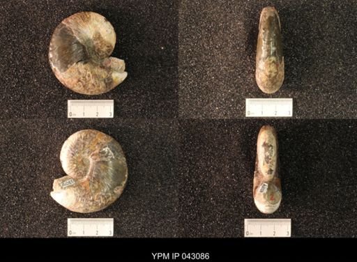 Hoploscaphites nicolletii