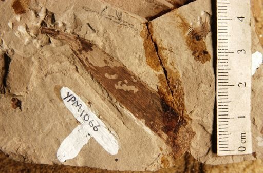 Podozamites lanceolatus var. genuinus