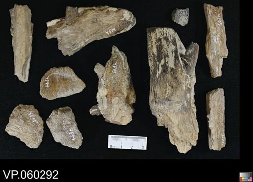 Protosphyraena sp.