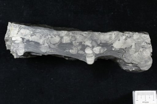 Ichnofossil