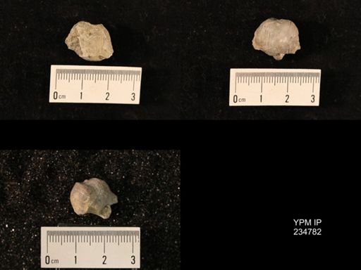 Marginifera splendens