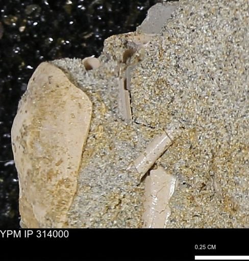 undet. Scaphopoda